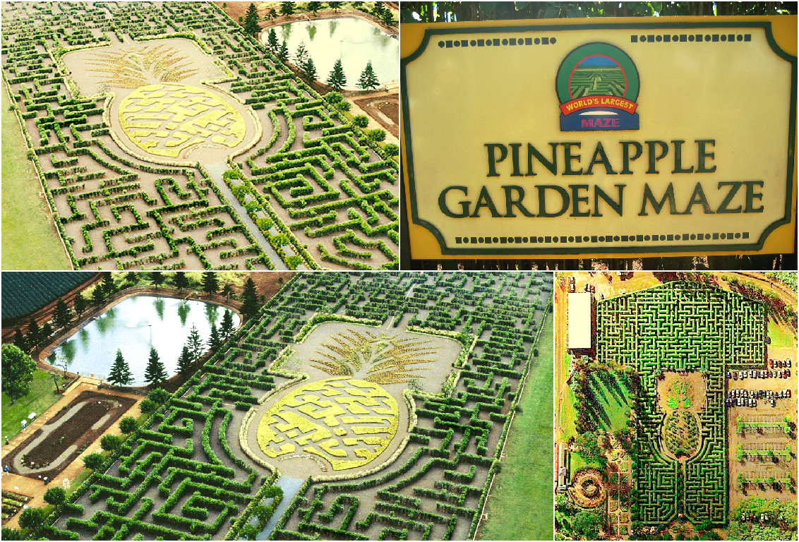 Pineapple Garden Maze