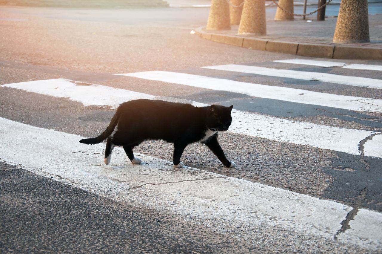 Pozor na přecházející kočky přes cestu