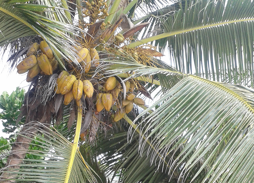 Kokosová palma