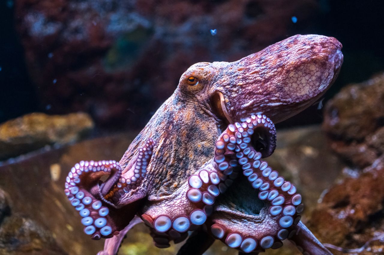 Chobotnice a sépie, zajímaví hlavonožci