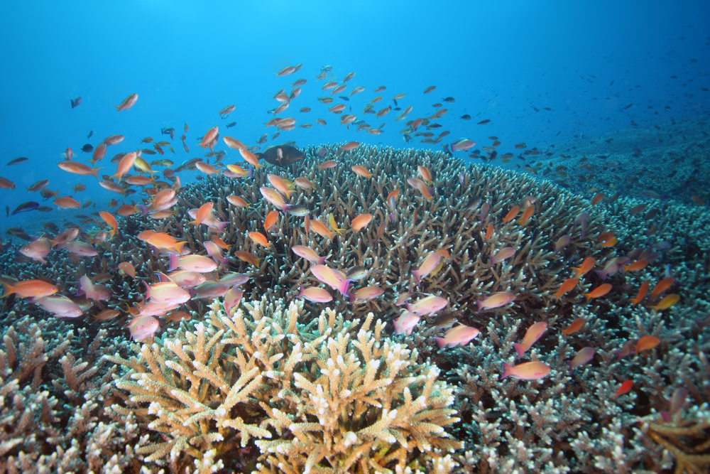 Korálový útes - nejbohatší ekosystém na planetě Zemi