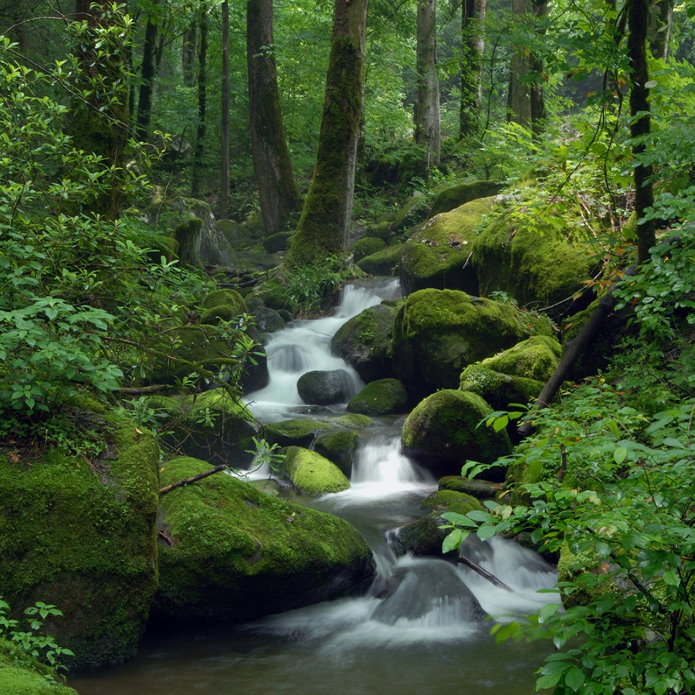 Lesní potok