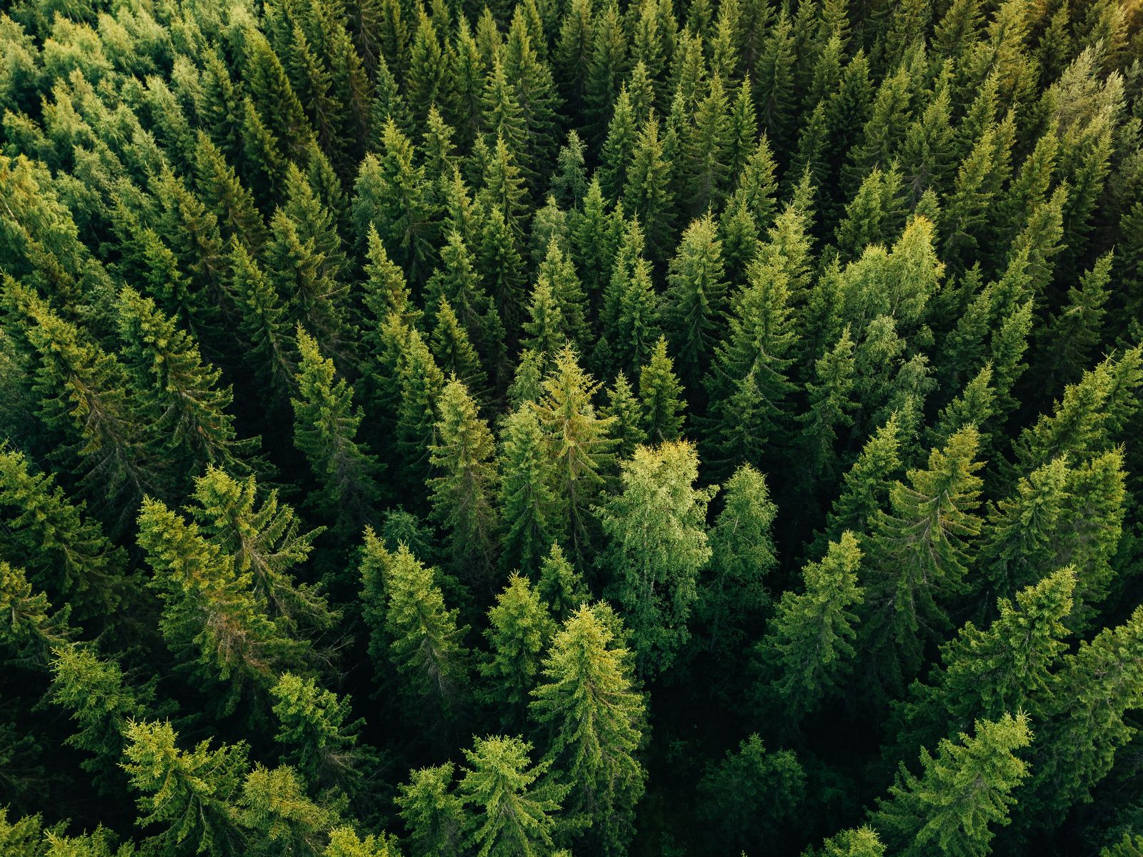 Jaký vliv na nás mohou mít jehličnaté stromy?