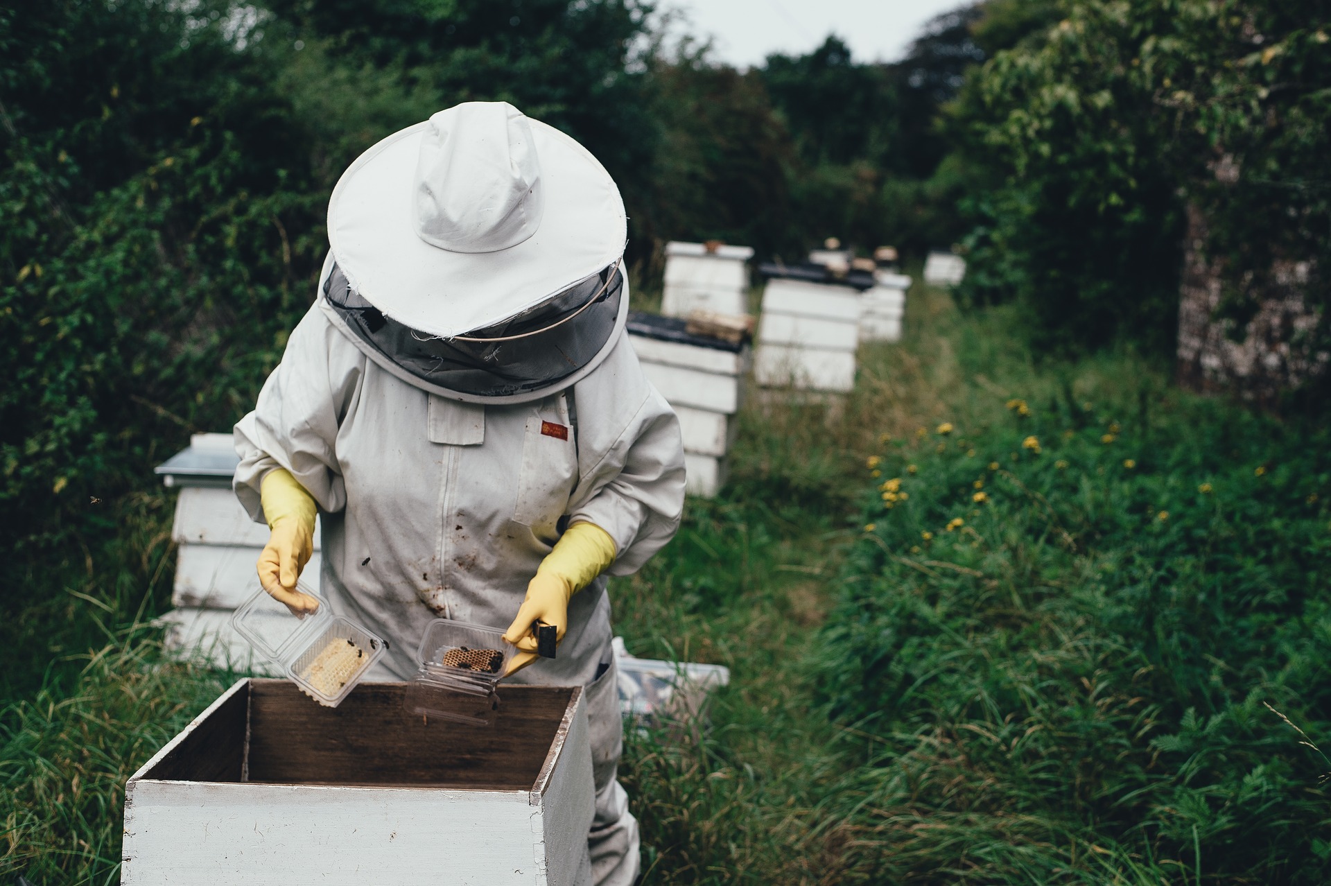Máte včely ve vaší zahradě?