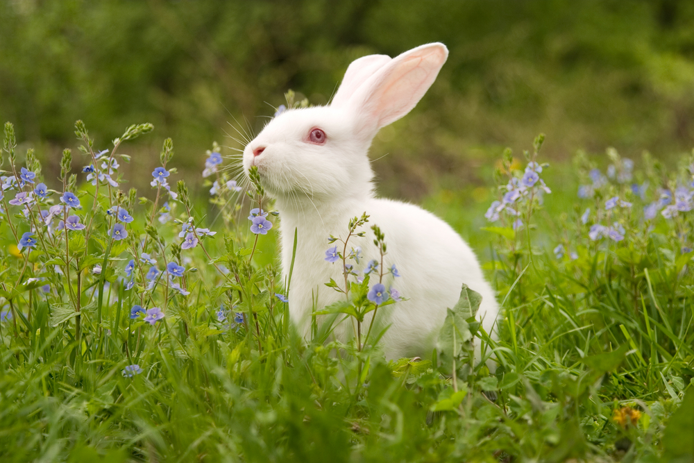 Kosmetika se nejčastěji testuje na králících a myších