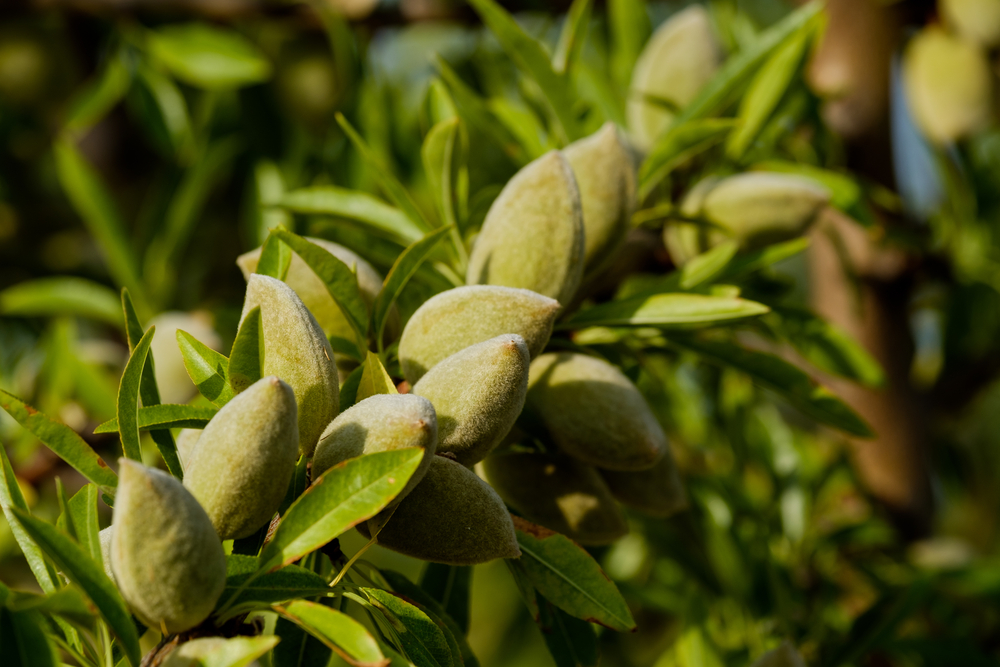Plody mandloně obecné