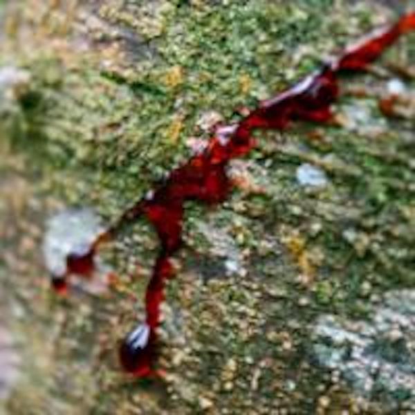 Sangre de drago - tmavě červená léčivá míze