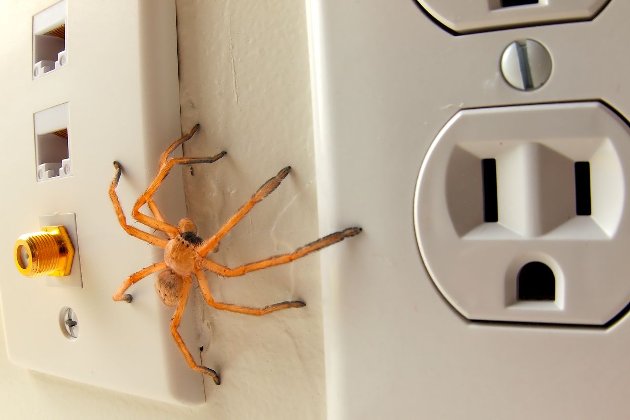 Pavouci v domech