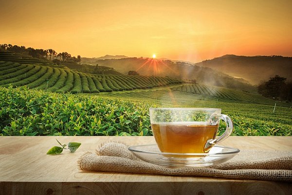 Čaj: povzbuzující nápoj starý téměř 5 000 let