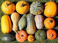 Dýně: podzimní dávka vitamínů a minerálů