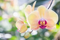 Vypěstujte si orchidej, kterou vám bude každý závidět
